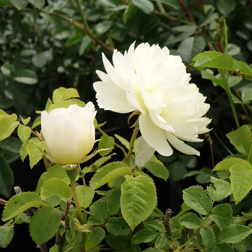 Rosa Imogen - David Austinroos (Bloei)