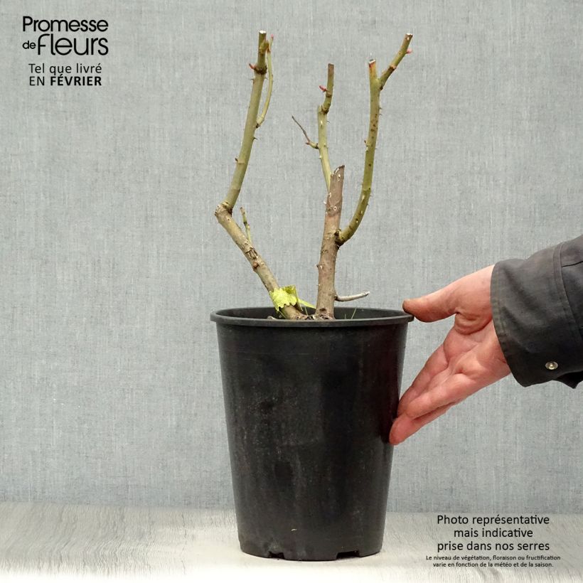 Example of Rosier David Austin James Galway Pot van 4 l/5 l as you get in hiver