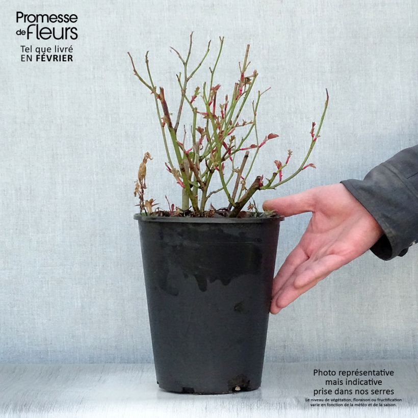 Example of Rosa Kew Gardens - David Austinroos Pot van 3 l/4 l as you get in hiver