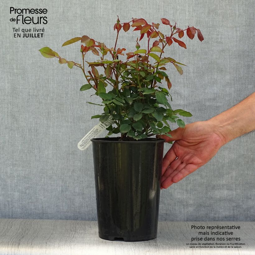 Exemplaar van Rosa Lady Emma Hamilton - David Austinroos Pot van 4 l/5 l zoals geleverd in de zomer
