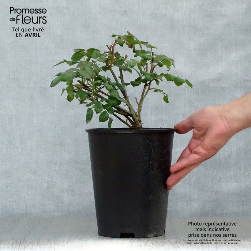 Exemplaar van Rosa Lady Emma Hamilton - David Austinroos Pot van 4 l/5 l zoals geleverd in de lente