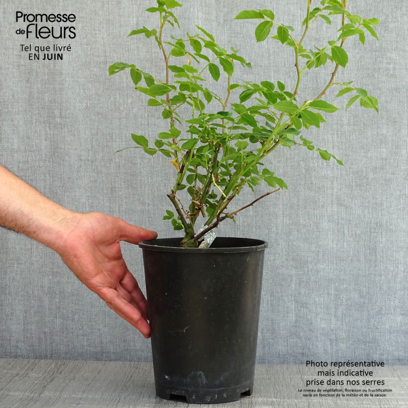 Exemplaar van Rosa Lady of Shalott - David Austinroos Pot van 4 l/5 l zoals geleverd in de lente