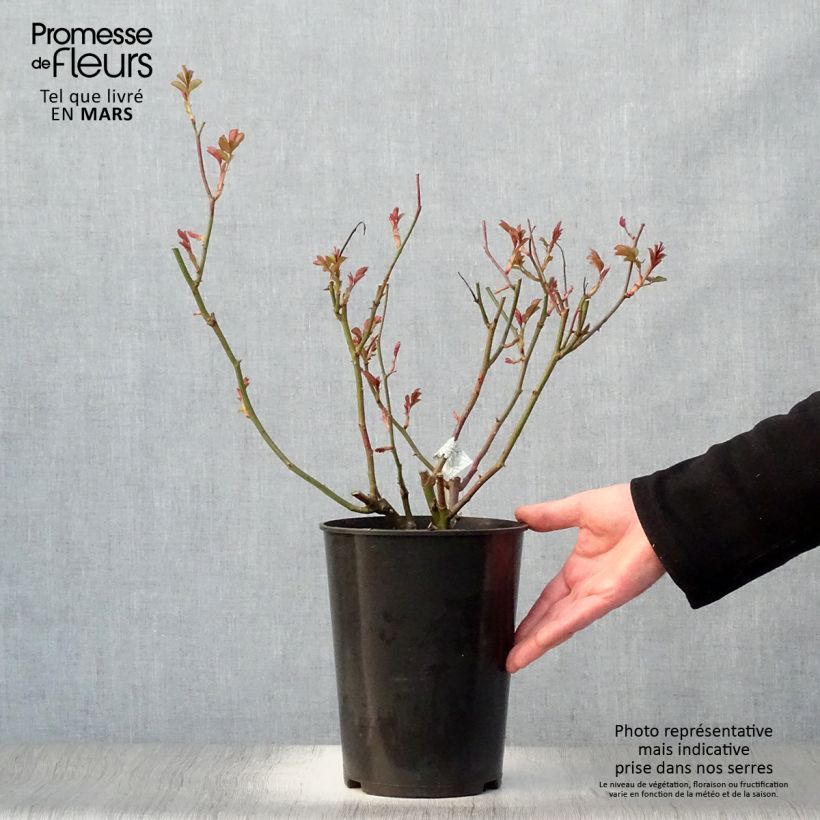 Exemplaar van Rosa Lichfield Angel - David Austinroos Pot van 4 l/5 l zoals geleverd in de lente