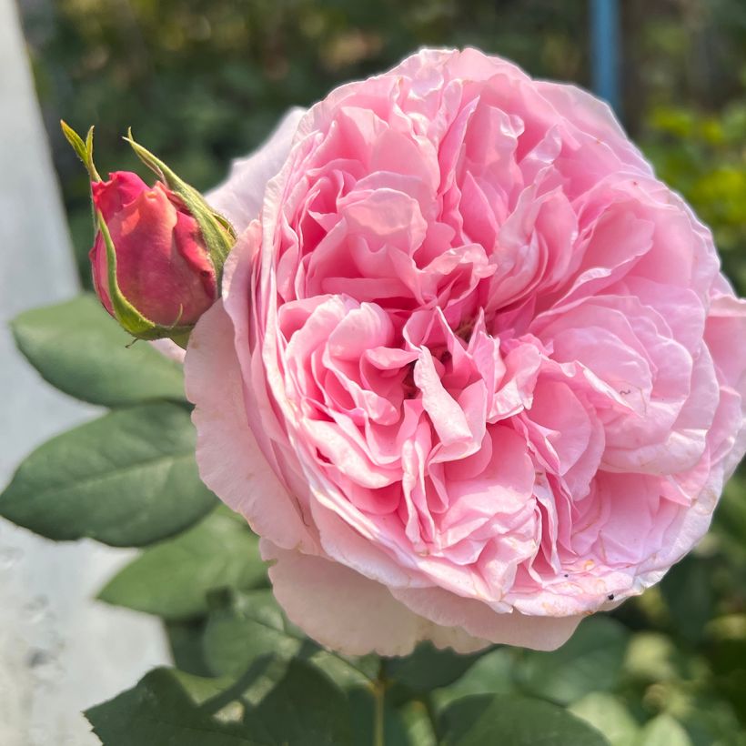 Rosa Mary Rose - David Austinroos (Bloei)