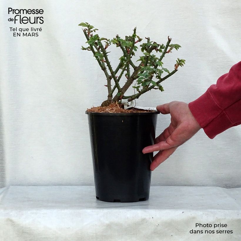 Exemplaar van Rosa Mary Rose - David Austinroos Pot van 4 l/5 l zoals geleverd in de lente