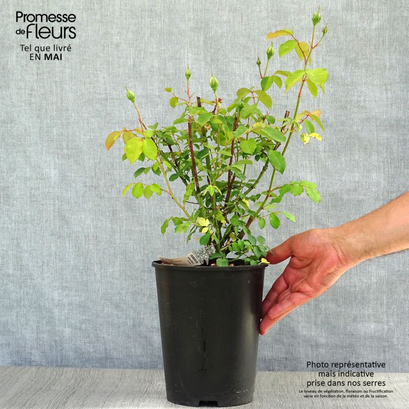 Exemplaar van Rosa Molineux - David Austinroos Pot van 4 l/5 l zoals geleverd in de lente