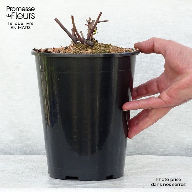 Exemplaar van Rosa Olivia Rose Austin - David Austinroos Pot van 4 l/5 l zoals geleverd in de lente