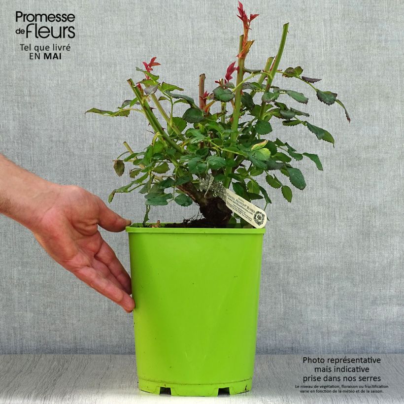 Exemplaar van Rosa Port Sunlight - David Austinroos Pot van 4 l/5 l zoals geleverd in de lente