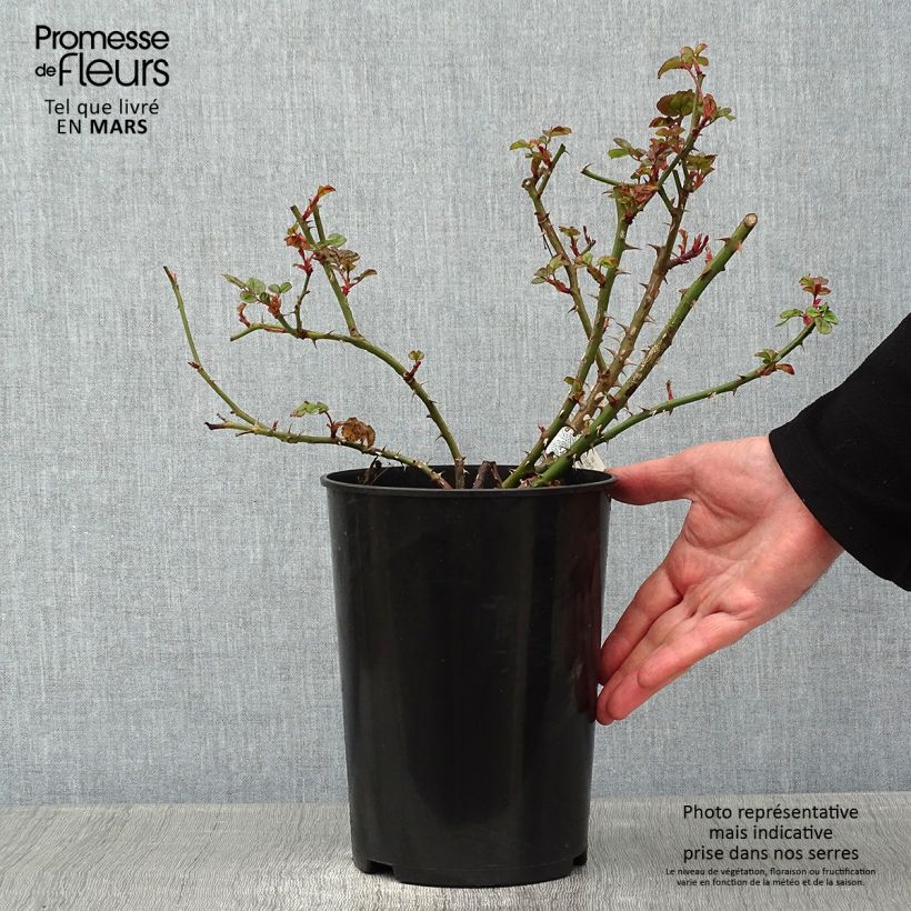 Example of Rosier David Austin Princess Alexandra of Kent  Pot van 4 l/5 l as you get in hiver