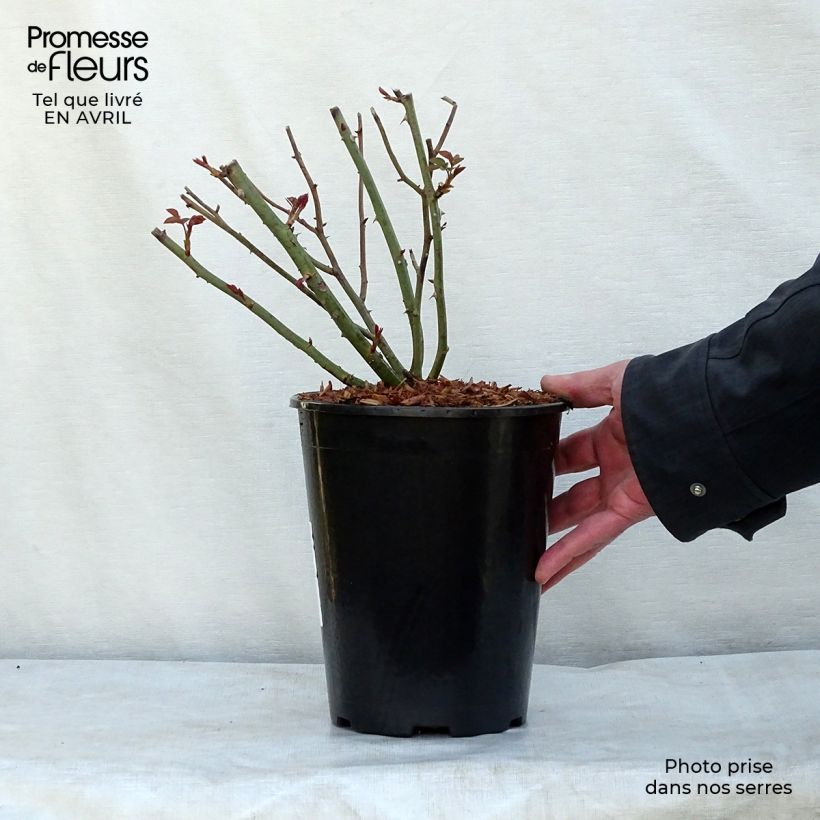 Exemplaar van Rosa Queen of Sweden - David Austinroos Pot van 4 l/5 l zoals geleverd in de lente