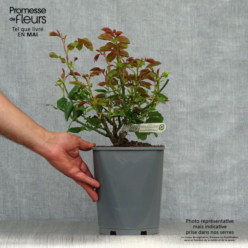 Exemplaar van Rosa Roald Dahl - David Austinroos Pot van 4 l/5 l zoals geleverd in de lente