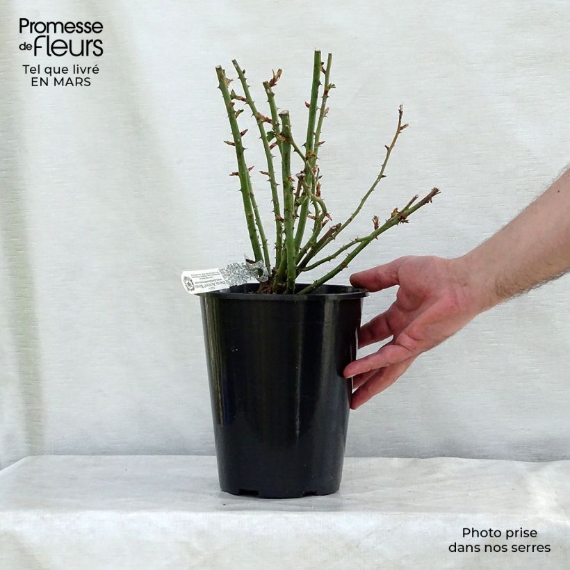 Example of Rosier David Austin Royal Jubilee Pot van 4 l/5 l as you get in hiver