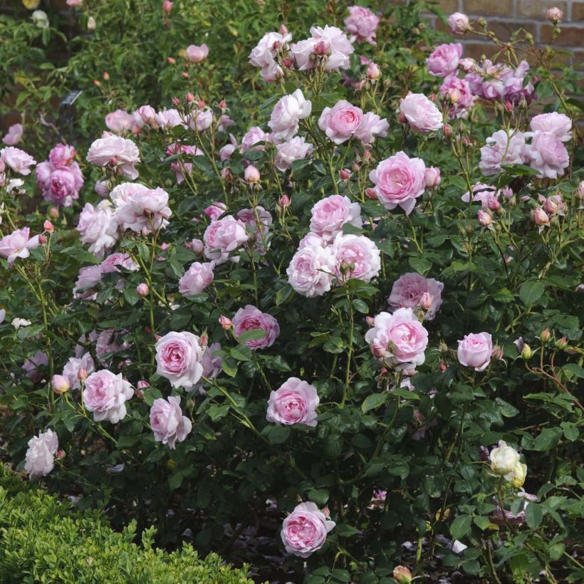Rosa Scepter'd Isle - David Austinroos (Flowering)