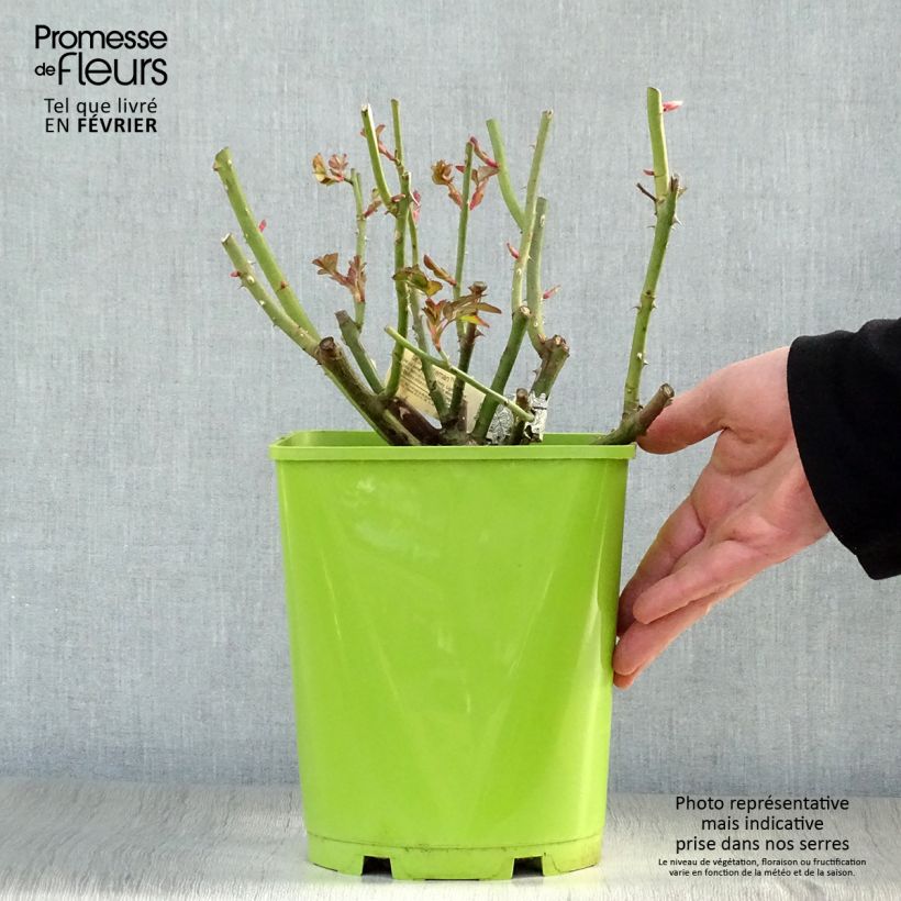 Example of Rosier David Austin Sir John Betjeman  Pot van 4 l/5 l as you get in hiver