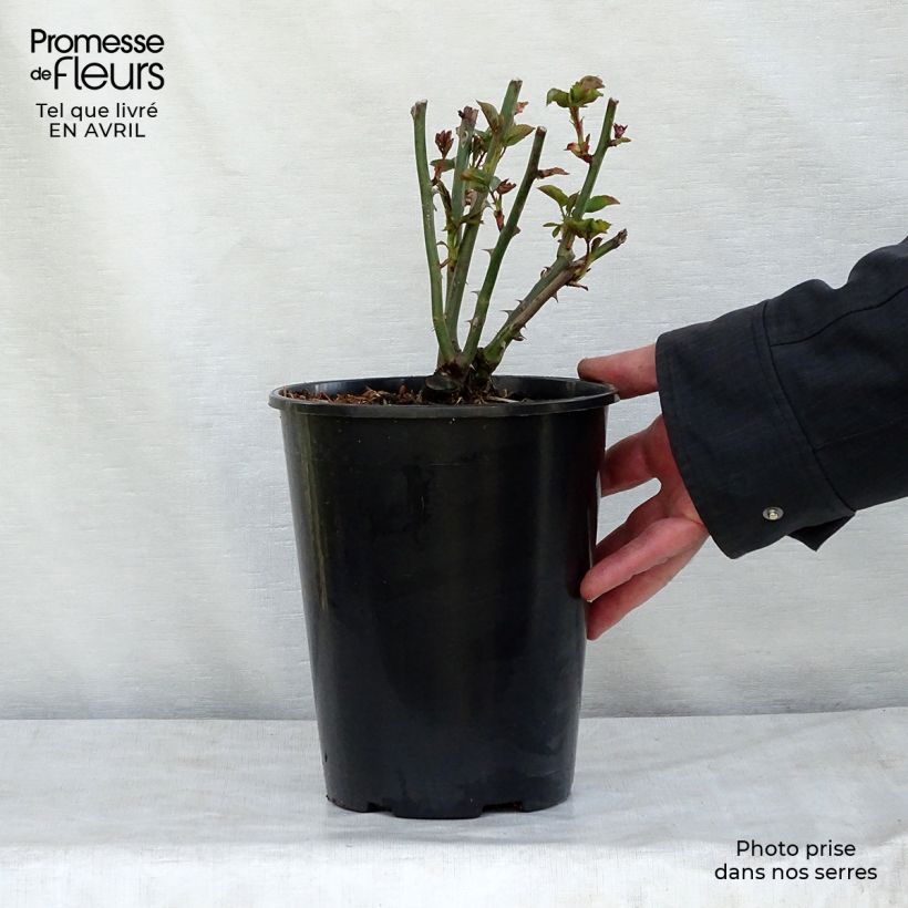 Exemplaar van Rosa Summer Song - David Austinroos Pot van 4 l/5 l zoals geleverd in de lente