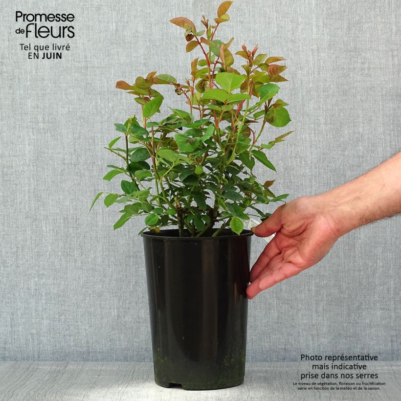 Exemplaar van Rosa Teasing Georgia - David Austinroos Pot van 4 l/5 l zoals geleverd in de lente