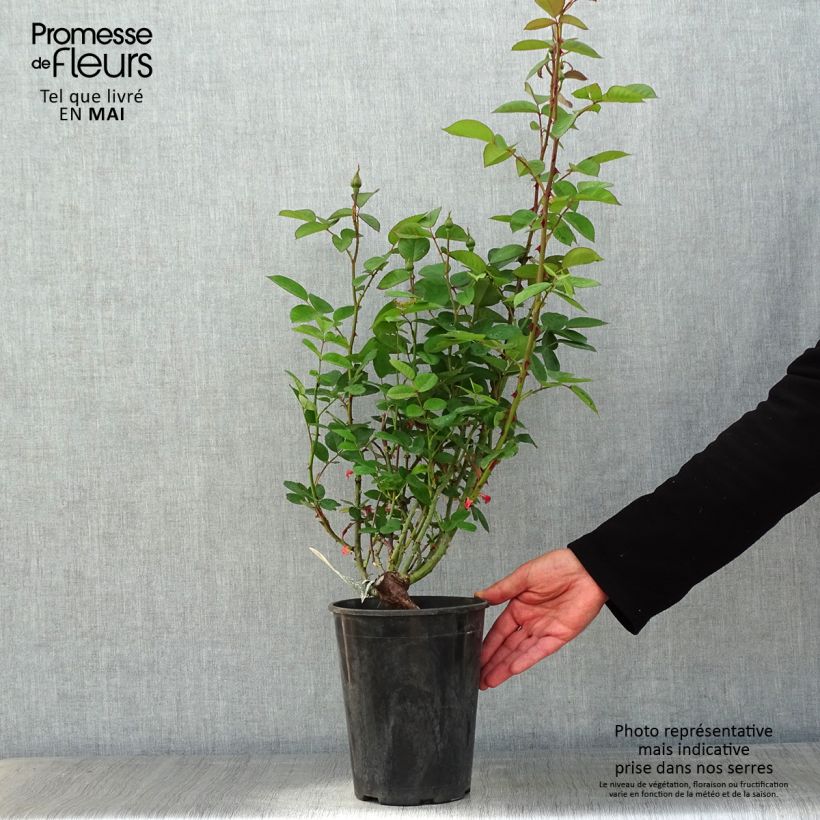 Exemplaar van Rosa Alnwick Castle - David Austinroos Pot van 4 l/5 l zoals geleverd in de lente