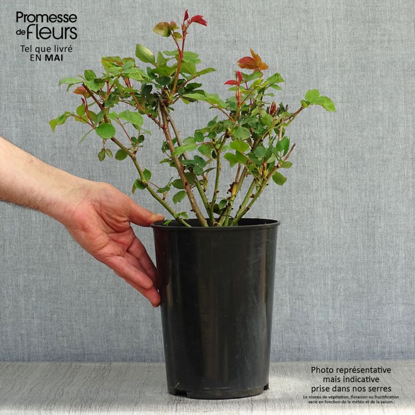 Exemplaar van Rosa The Ancient Mariner - David Austinroos Pot van 4 l/5 l zoals geleverd in de lente