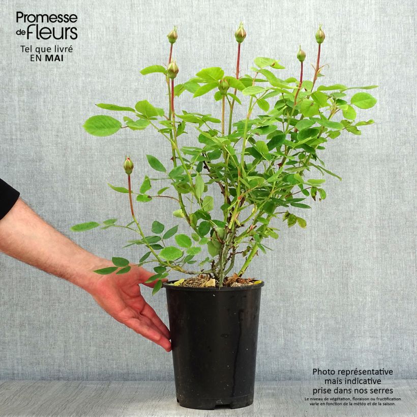 Exemplaar van Rosa The Lady Gardener - David Austinroos Pot van 4 l/5 l zoals geleverd in de lente