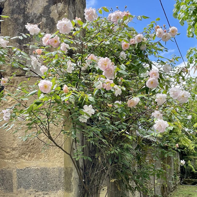 Rosa The Lady of the Lake - David Austinroos (Groeiplaats)