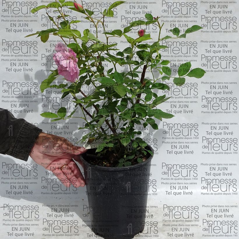 Voorbeeld van een exemplaar van Rosa The Lady's Blush - David Austinroos Pot van 4 l/5 l zoals geleverd