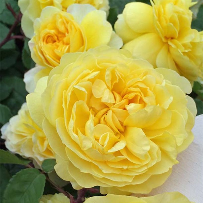 Rosa The Poet's Wife - David Austinroos (Bloei)