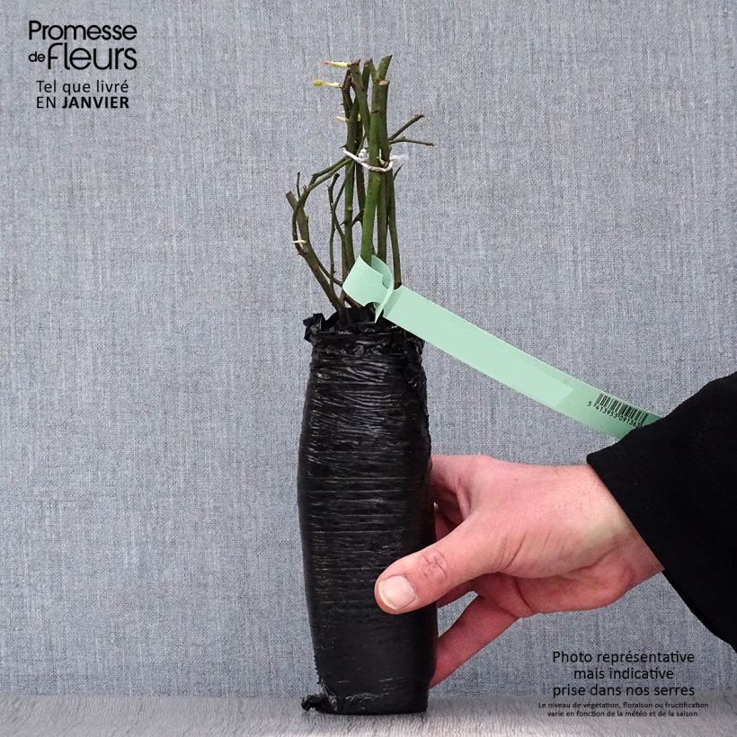 Exemplaar van Rosa Thomas à Becket - David Austinroos In kluit zoals geleverd in de winter