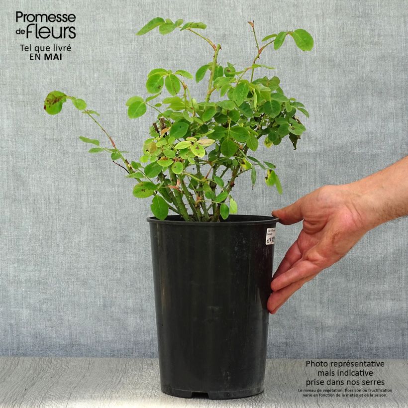 Exemplaar van Rosa Thomas à Becket - David Austinroos Pot van 4 l/5 l zoals geleverd in de lente