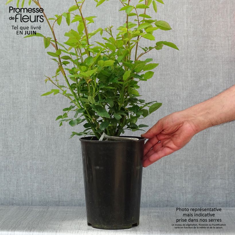 Example of Rosa Tottering-by-Gently - David Austinroos Pot van 4 l/5 l as you get in printemps