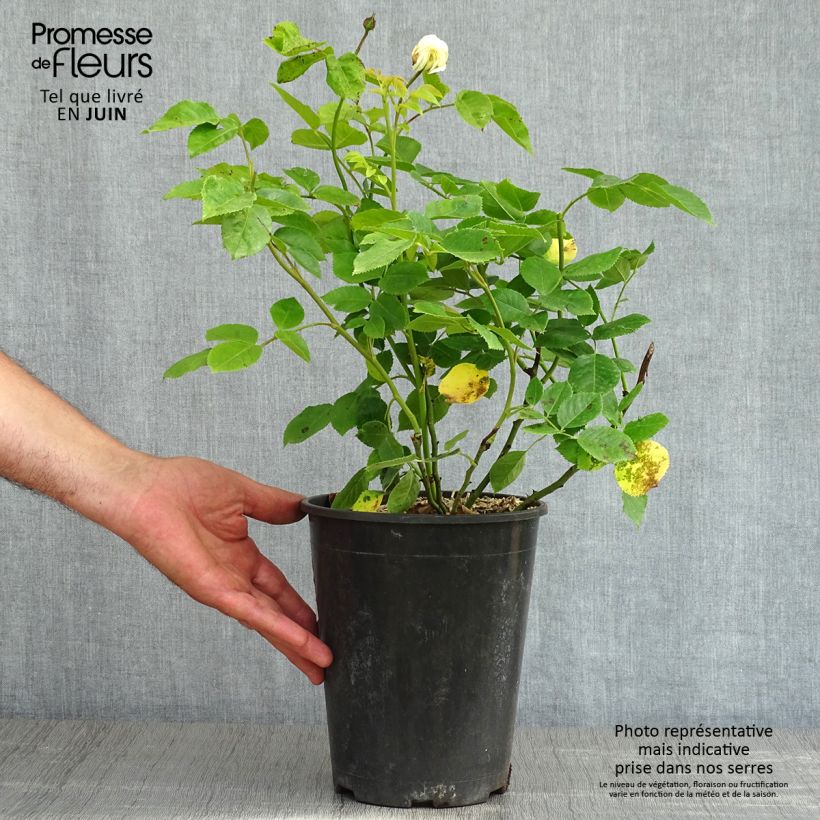 Exemplaar van Rosa Tranquillity - David Austinroos Pot van 4 l/5 l zoals geleverd in de lente