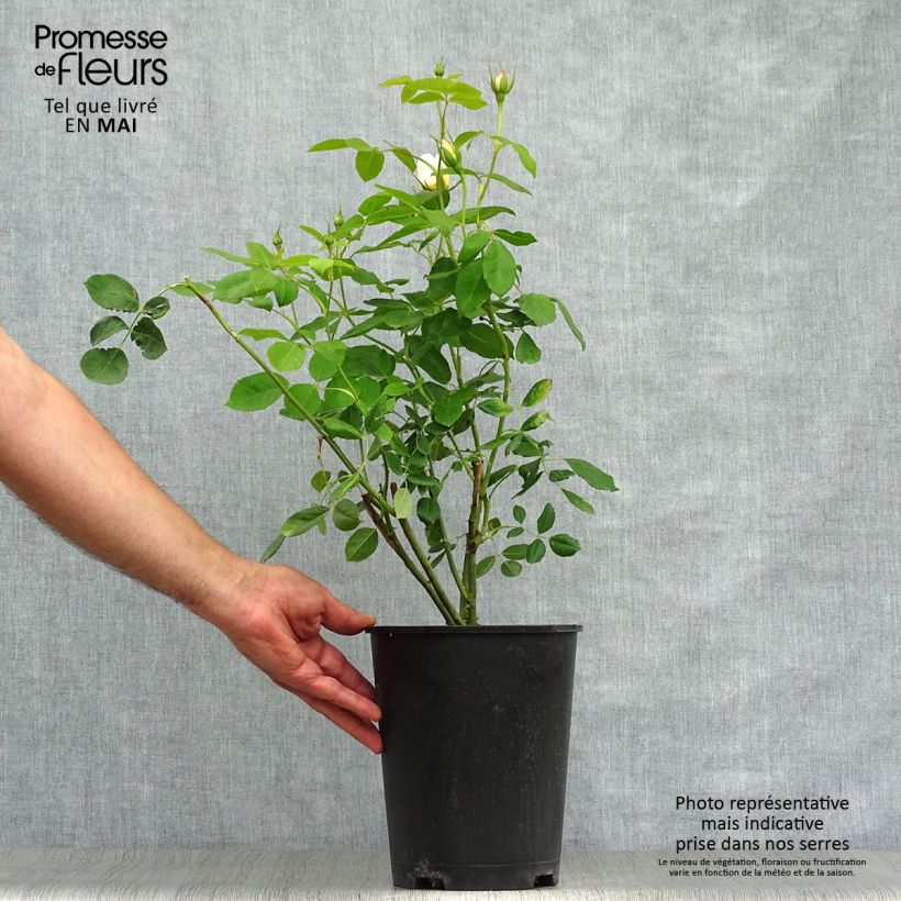 Exemplaar van Rosa Vanessa Bell - David Austinroos Pot van 4 l/5 l zoals geleverd in de lente