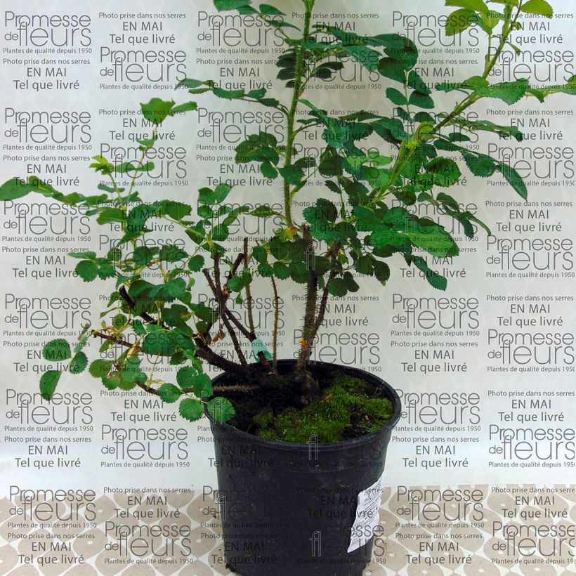 Example of Rosa Wild Edric - David Austinroos Pot van 4 l/5 l as you get