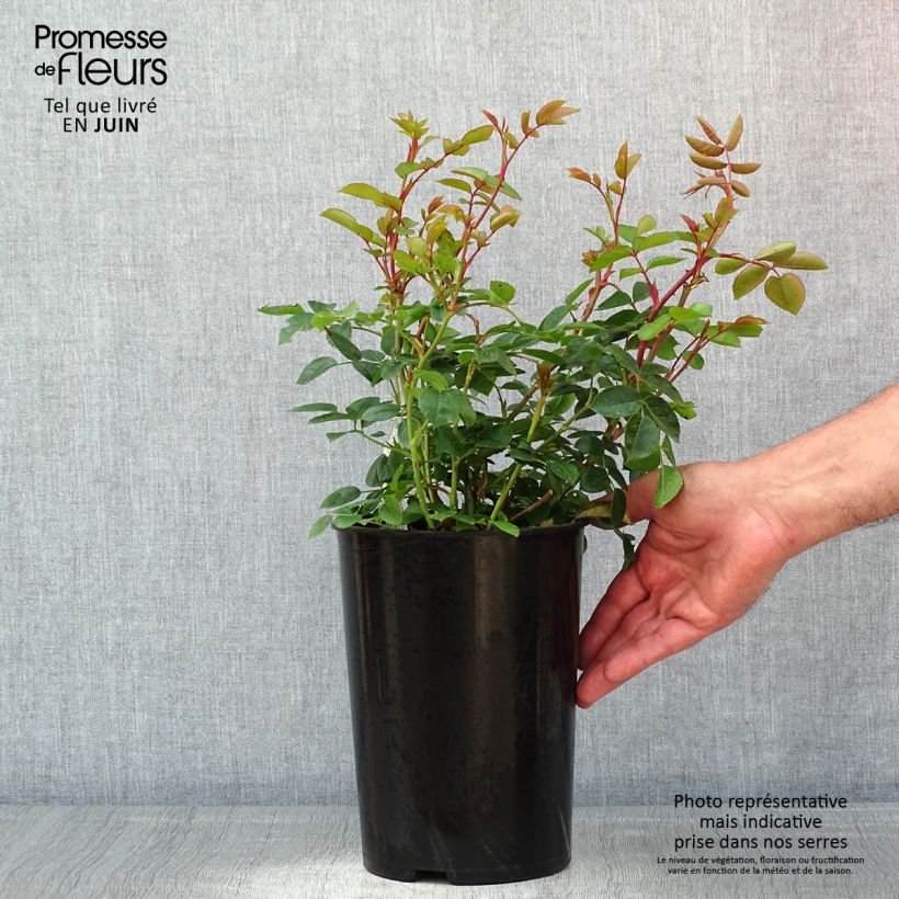Exemplaar van Rosa Wildeve - David Austinroos Pot van 4 l/5 l zoals geleverd in de lente