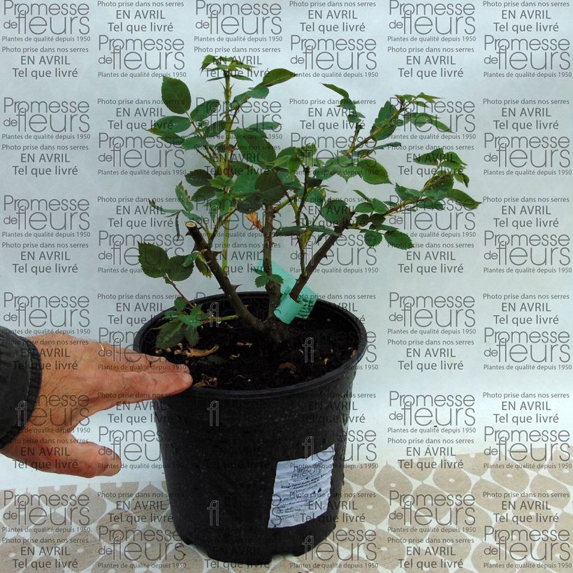 Example of Rosier David Austin William Morris Pot van 4 l/5 l as you get