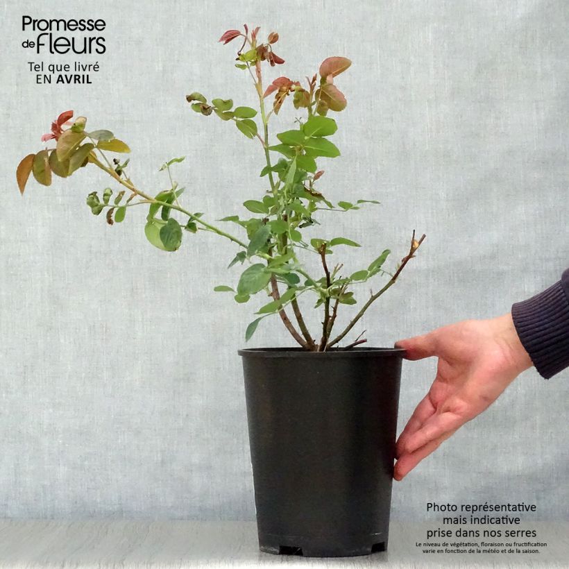 Exemplaar van Rosa William Shakespeare 2000 - David Austinroos Pot van 4 l/5 l zoals geleverd in de lente