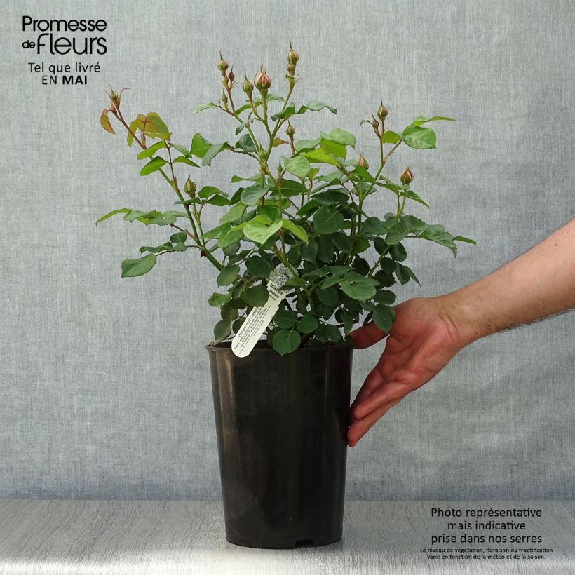 Exemplaar van Rosa William and Catherine - David Austinroos Pot van 4 l/5 l zoals geleverd in de lente