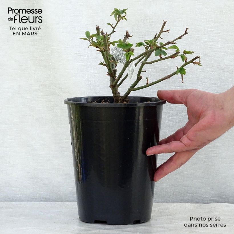 Exemplaar van Rosa Winchester Cathedral - David Austinroos Pot van 4 l/5 l zoals geleverd in de winter