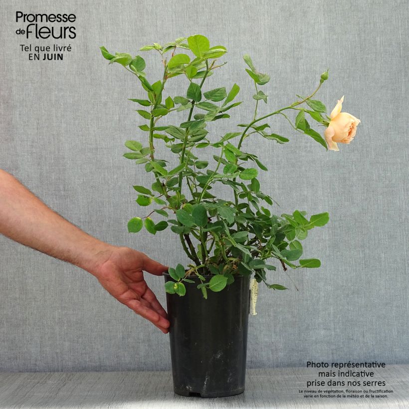 Exemplaar van Rosa Wollerton Old Hall - David Austinroos Pot van 4 l/5 l zoals geleverd in de lente