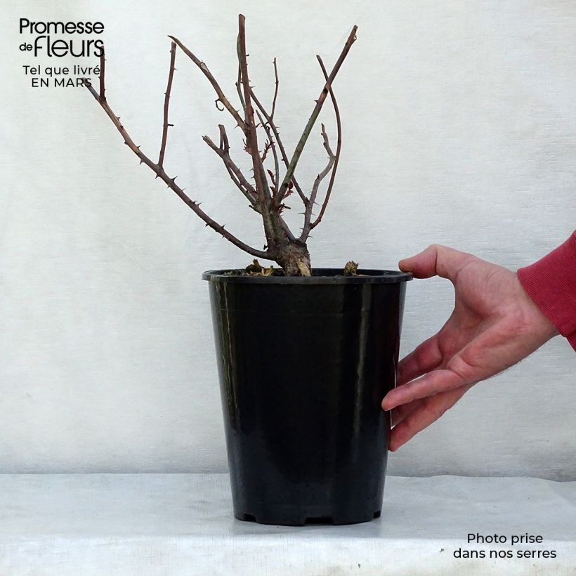 Example of Rosier David Austin Young Lycidas Pot van 4 l/5 l as you get in hiver