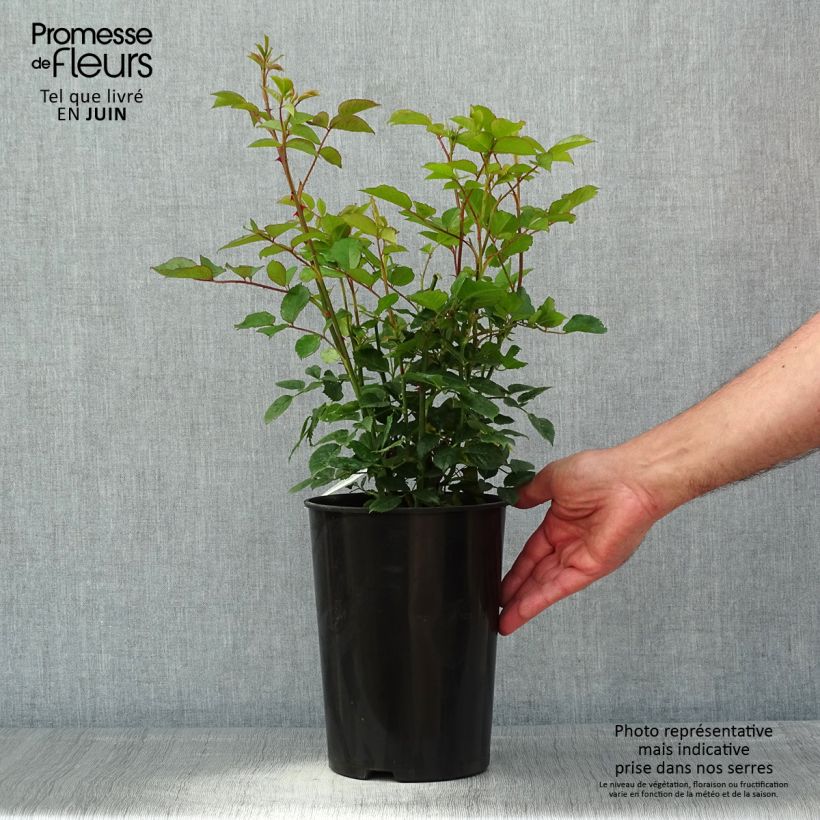 Exemplaar van Rosa Carolyn Knight - David Austinroos Pot van 4 l/5 l zoals geleverd in de lente