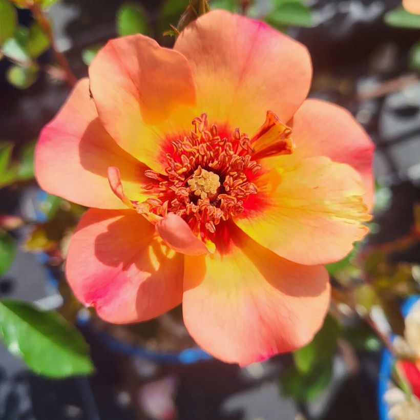 Rosa Baia - Polyantharoos (Bloei)