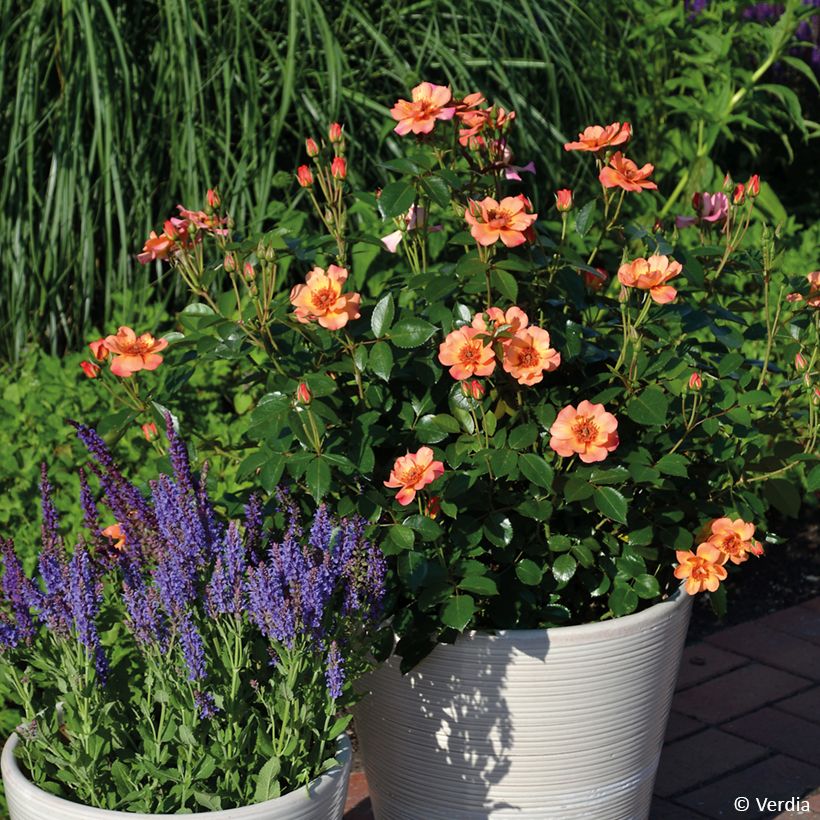 Rosa Baia - Polyantharoos (Groeiplaats)