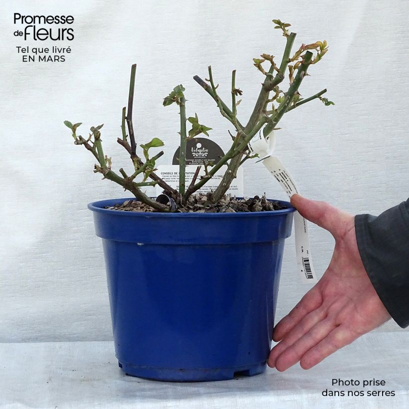 Exemplaar van Rosa Amber Voluptia - Polyantharoos Pot van 4 l/5 l zoals geleverd in de lente