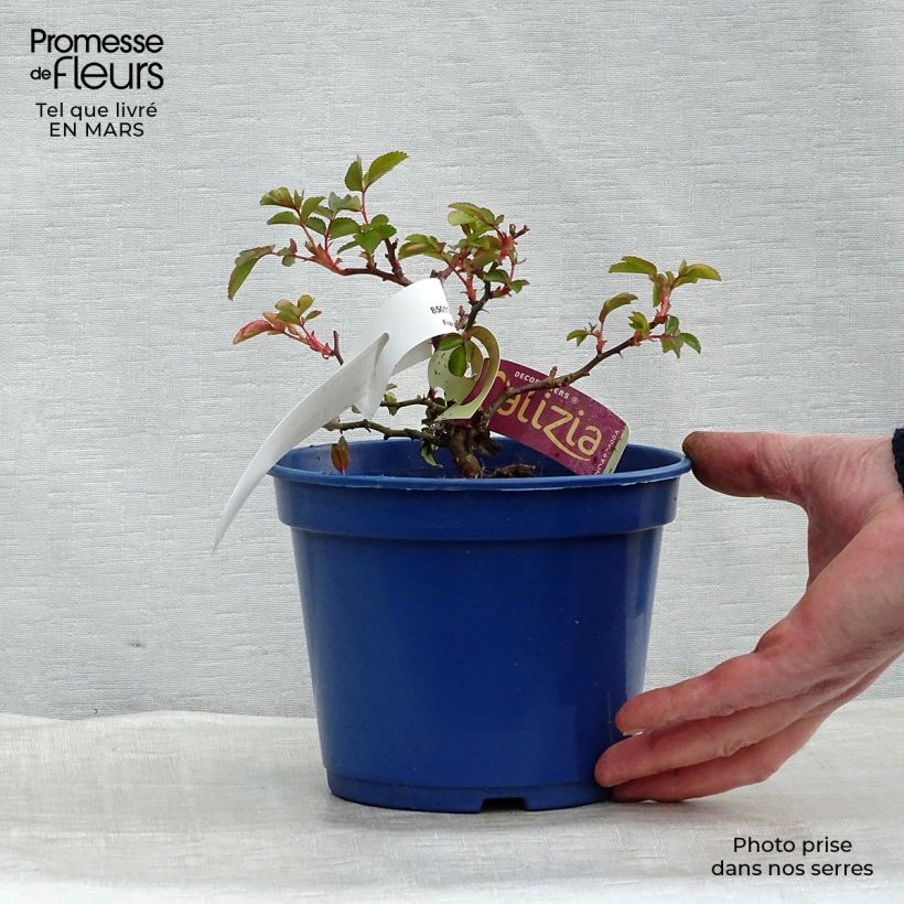 Exemplaar van Rosa Flower Carpet Amber - Polyantharoos Pot van 2 l/3 l zoals geleverd in de lente