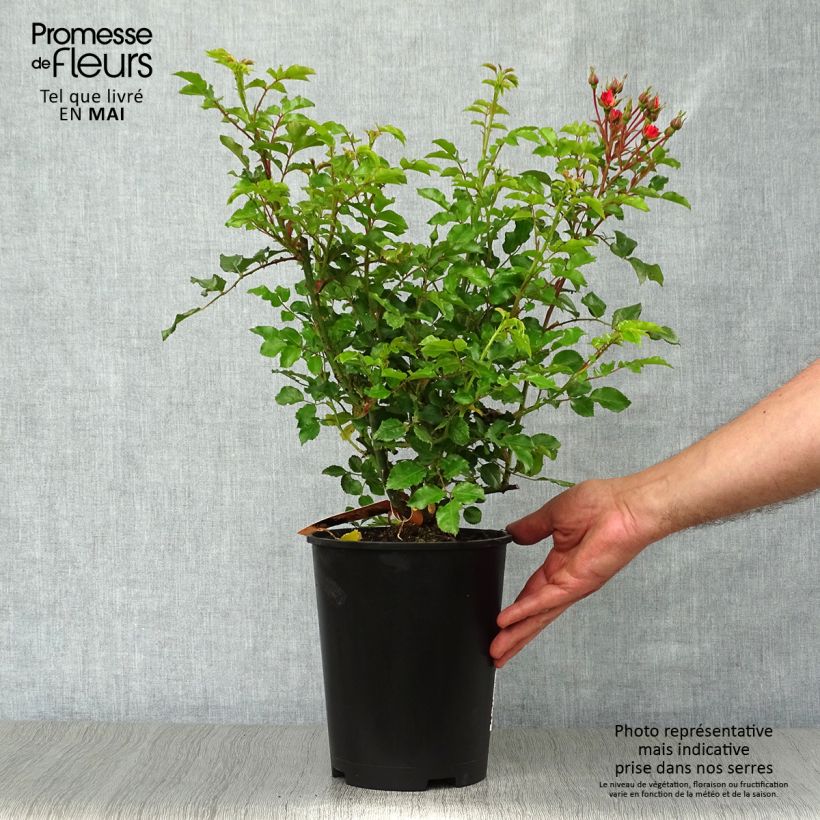 Exemplaar van Rosa Flower Carpet Amber - Polyantharoos Pot van 4 l/5 l zoals geleverd in de lente