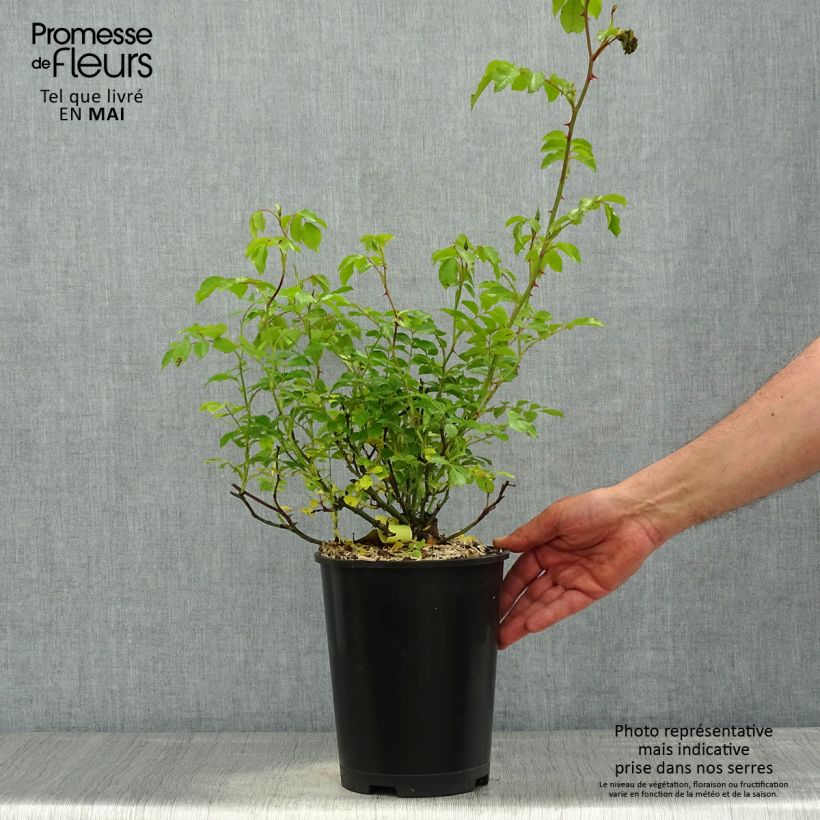 Exemplaar van Rosa Flower Carpet Sunshine (Celina) - Polyantharoos Pot van 4 l/5 l zoals geleverd in de lente