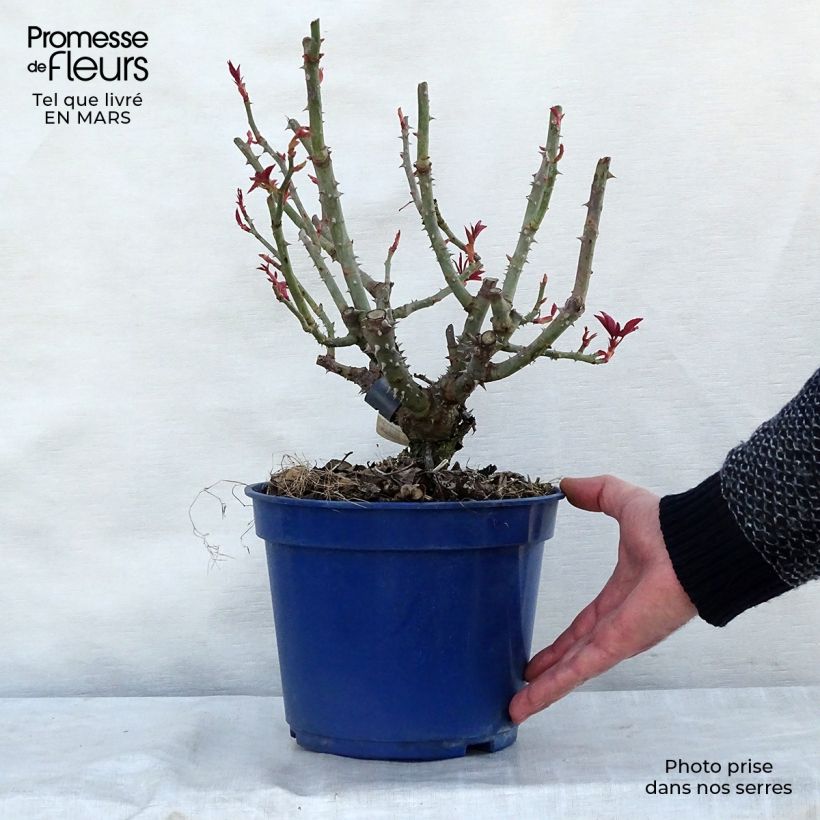 Exemplaar van Rosa Crazy Pink Voluptia - Polyantharoos Pot van 4 l/5 l zoals geleverd in de lente