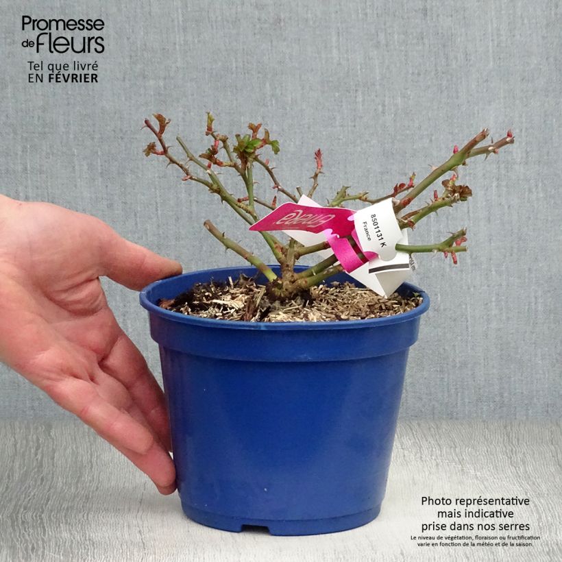 Example of Rosier Décorosiers EMERA Pot van 2 l/3 l as you get in hiver