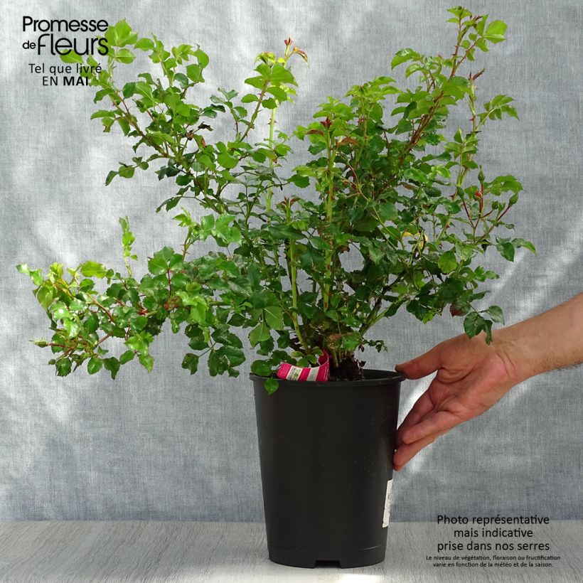 Example of Rosier Décorosiers EMERA Pot van 4 l/5 l as you get in printemps