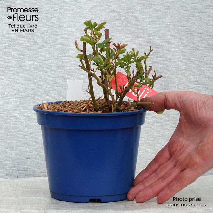 Exemplaar van Rosa Isalia - Polyantharoos Pot van 2 l/3 l zoals geleverd in de lente